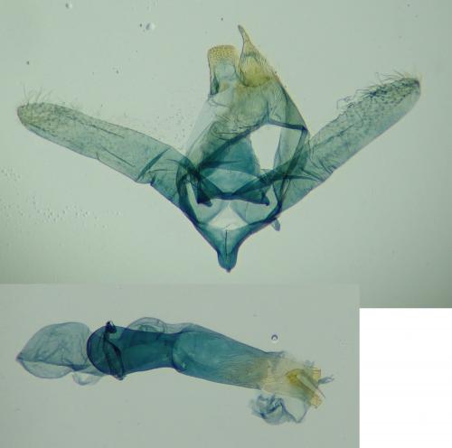 Idaea subsericeata